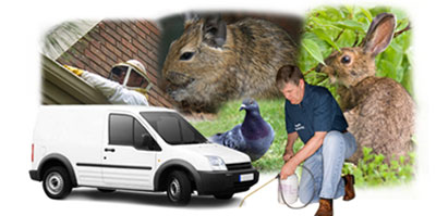 Birmingham local van